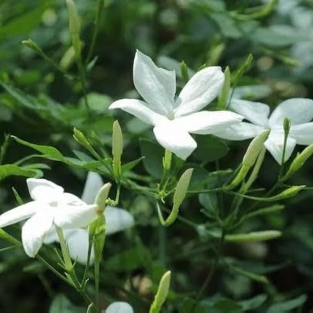 Pichi Poo – Jathi Malli (Jasminum Angustifolium) Fragrant Flowering Live Plant