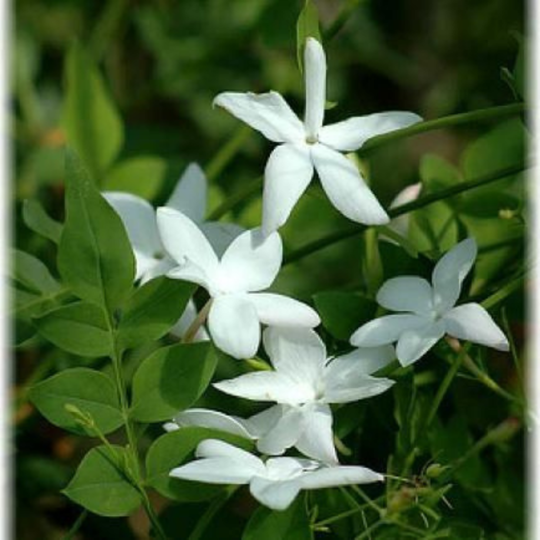 Pichi Poo – Jathi Malli (Jasminum Angustifolium) Fragrant Flowering Live Plant