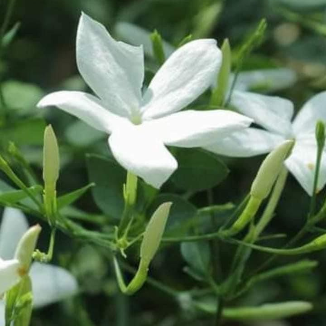 Pichi Poo – Jathi Malli (Jasminum Angustifolium) Fragrant Flowering Live Plant