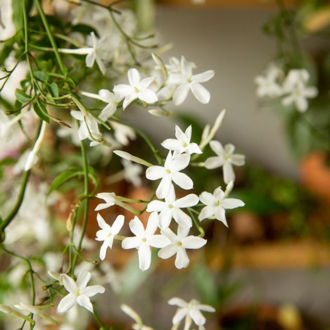 Pichi Poo – Jathi Malli (Jasminum Angustifolium) Fragrant Flowering Live Plant