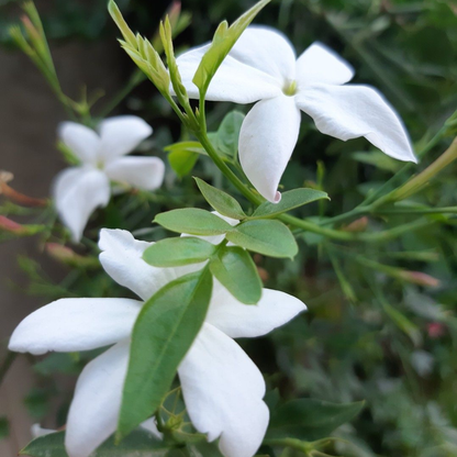 Pichi Poo – Jathi Malli (Jasminum Angustifolium) Fragrant Flowering Live Plant