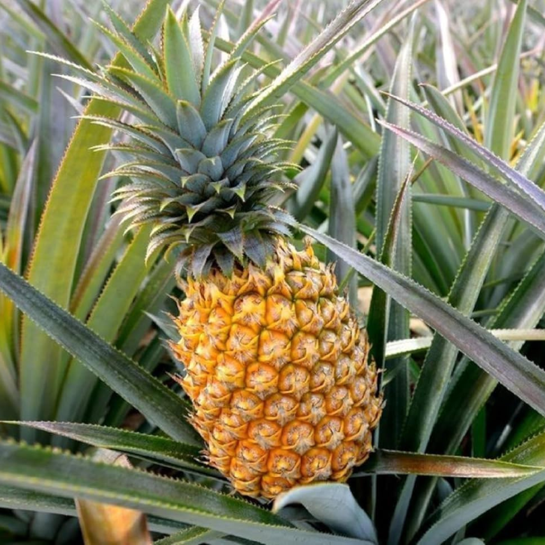 Pineapple (Ananas comosus) Live Fruit Plant