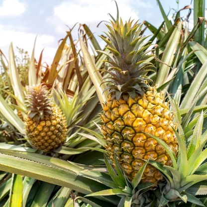 Pineapple (Ananas comosus) Live Fruit Plant