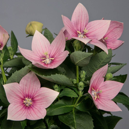 Pink Balloon Flower Live Plant