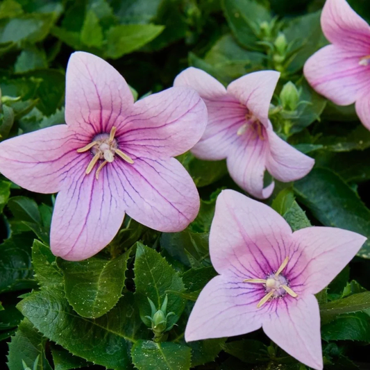 Pink Balloon Flower Live Plant