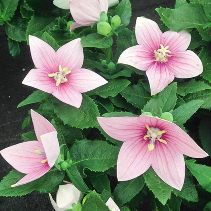 Pink Balloon Flower Live Plant