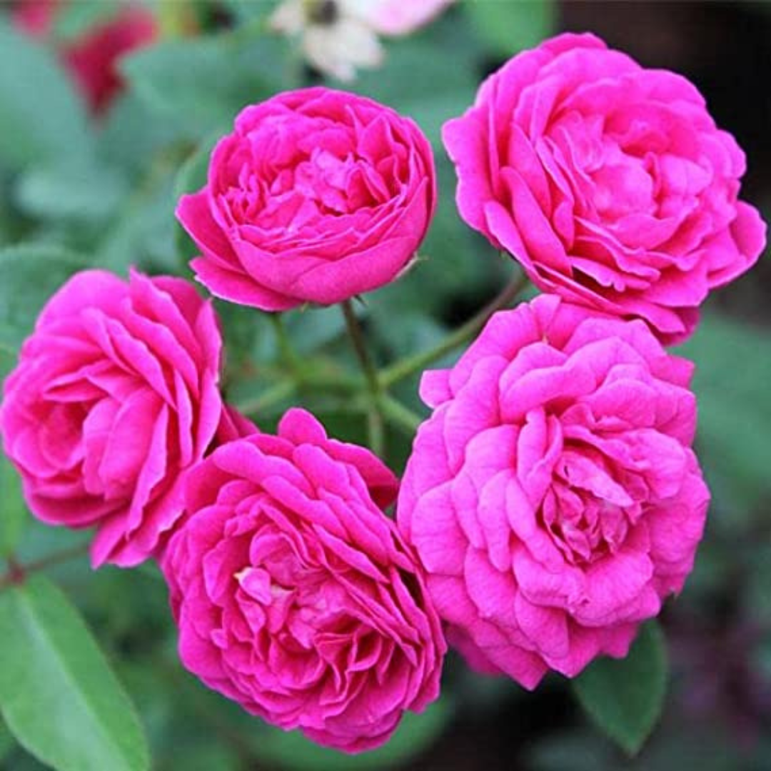 Pink Button Rose Live Plant | Compact & Vibrant Miniature Rose ...