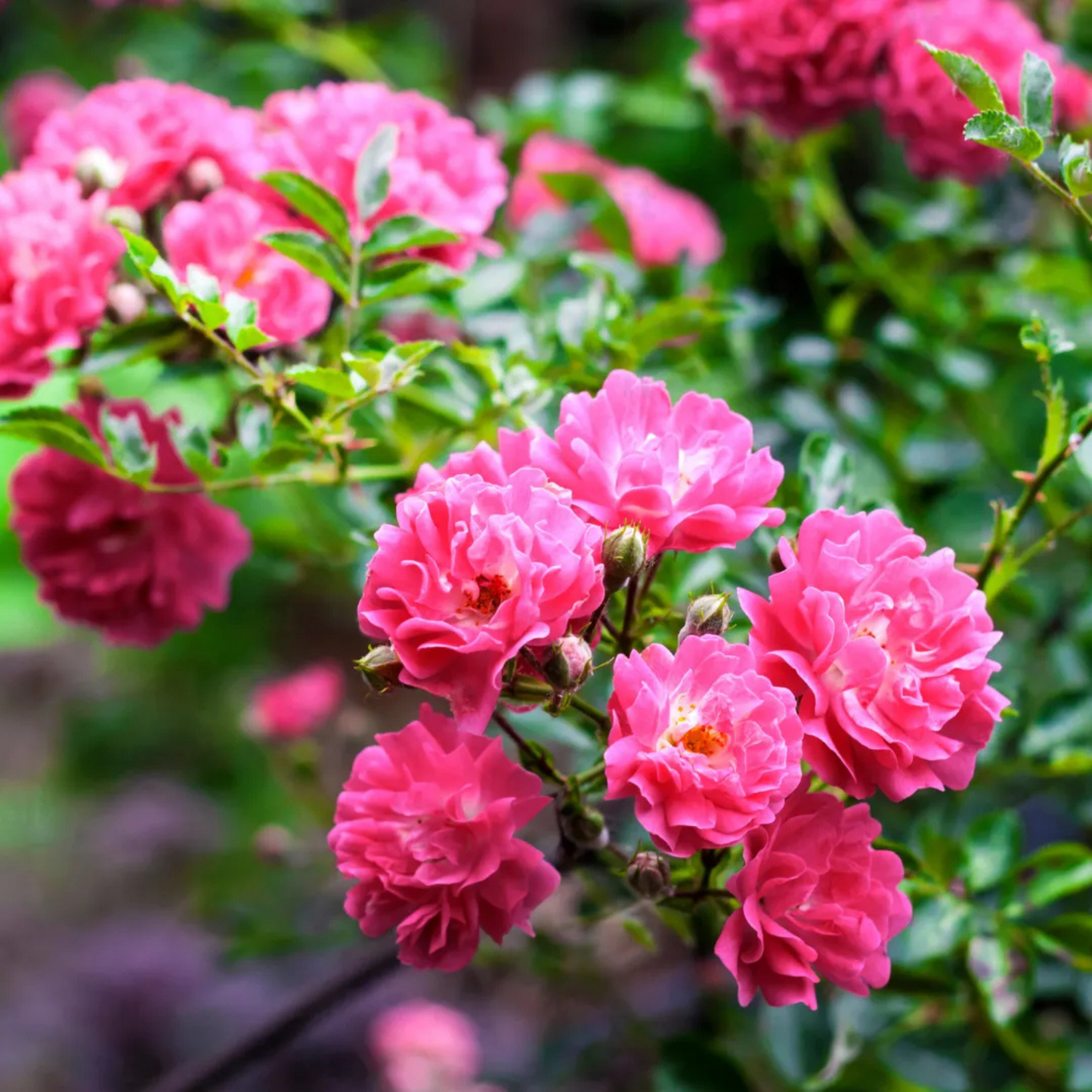 Pink Creeper / Climbing Rose Live Plant