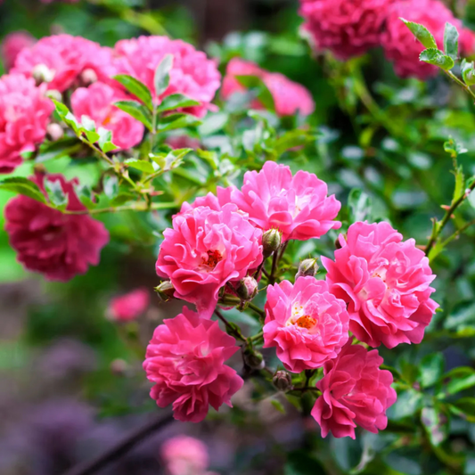 Pink Creeper / Climbing Rose Live Plant