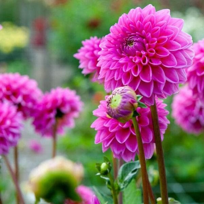 Pink Dahlia Flowering Live Plant