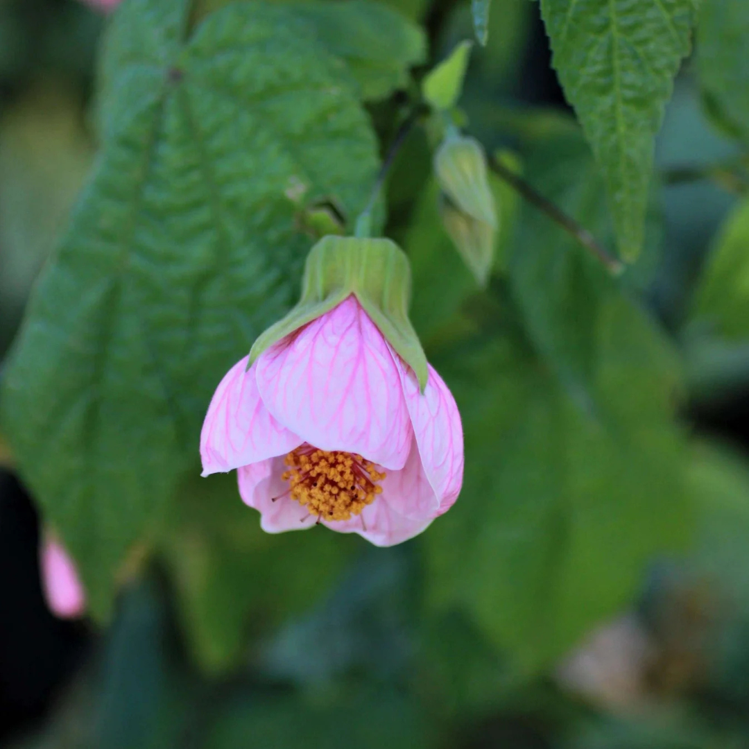Pink Lantern Hibiscus Flowering Live Plant