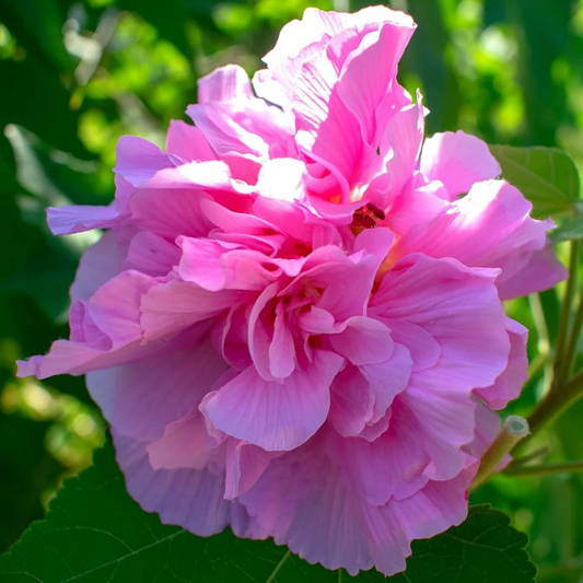 Pink Multi Petal Hibiscus All Time Flowering Live Plant
