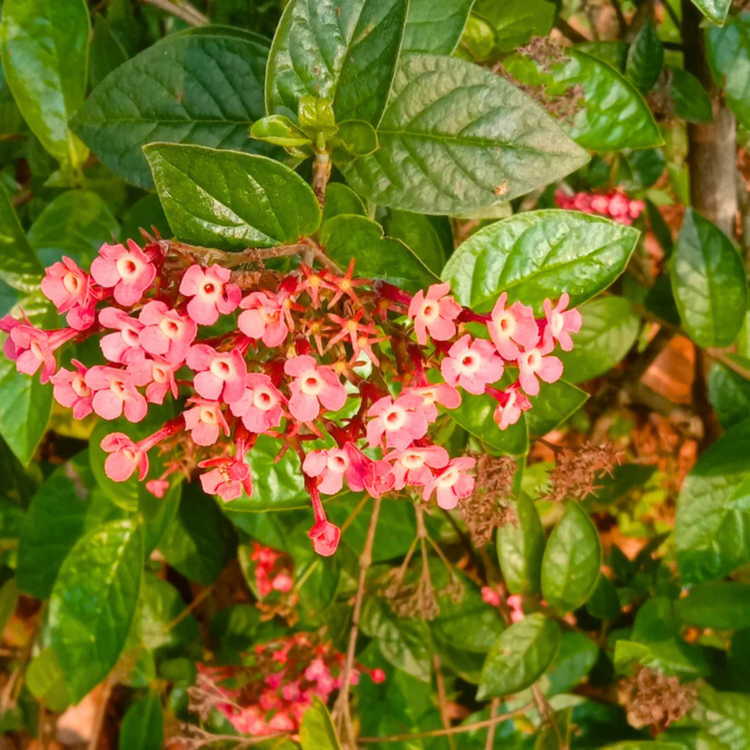 Pink Panama Rose (Arachnothryx leucophylla) – All Time Flowering Live ...