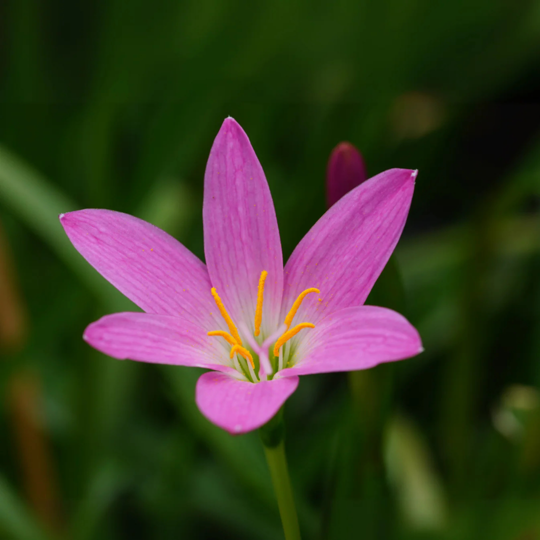 Pink Rain Lily (Zephyranthes) Flowering Live Plant