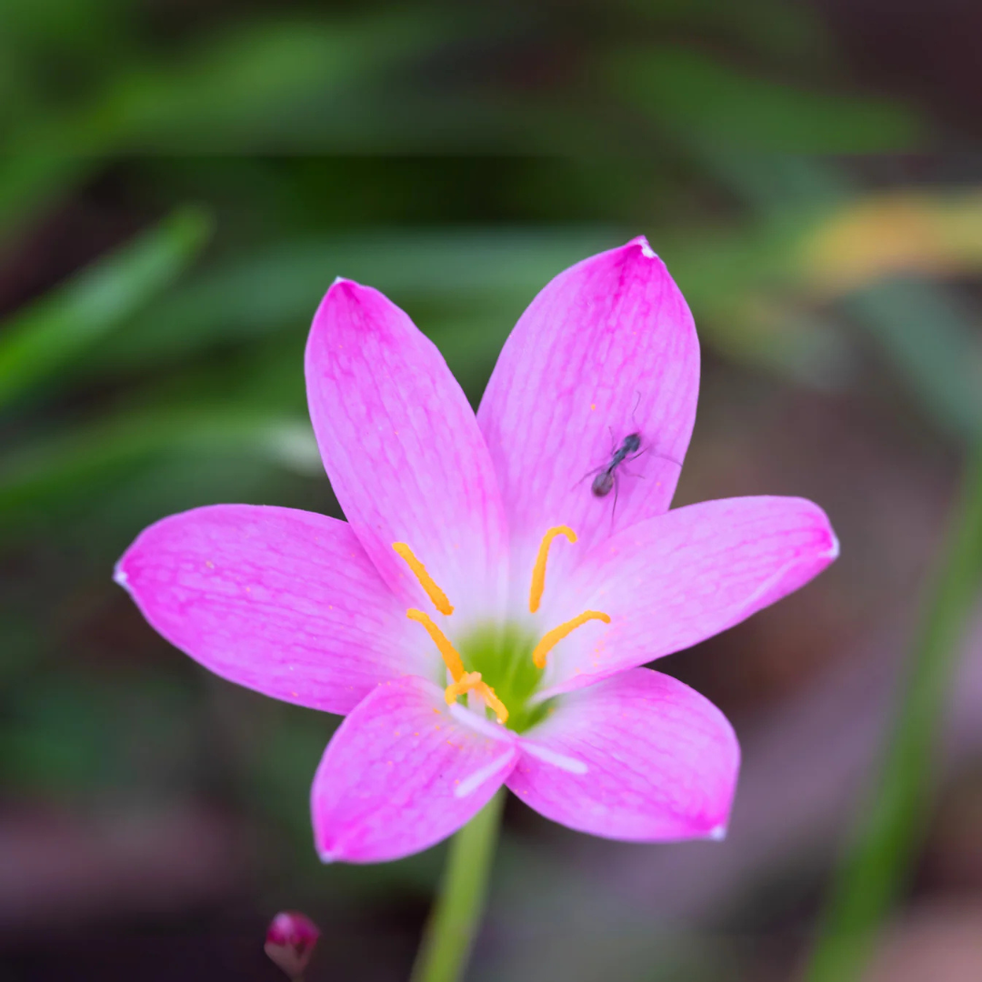 Pink Rain Lily (Zephyranthes) Flowering Live Plant