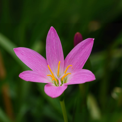 Pink Ruby Multipetal Rain Lily All Time Flowering Live Plant