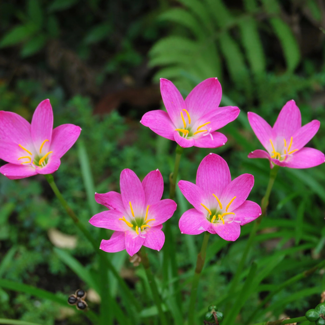 Pink Ruby Multipetal Rain Lily All Time Flowering Live Plant