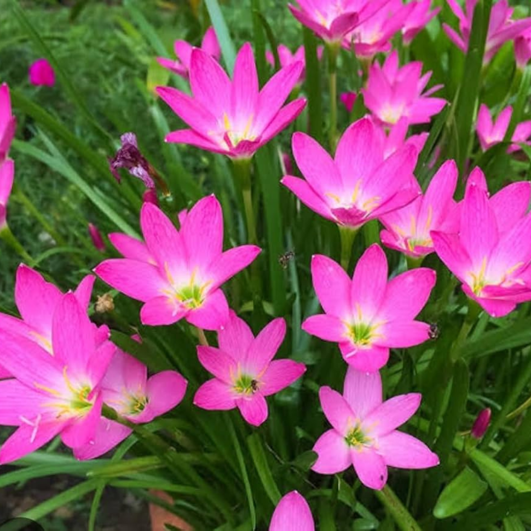 Pink Ruby Multipetal Rain Lily All Time Flowering Live Plant