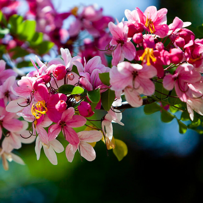 Pink Shower / Apple Blossom (Cassia javanica) Rare Flowering Live Plant