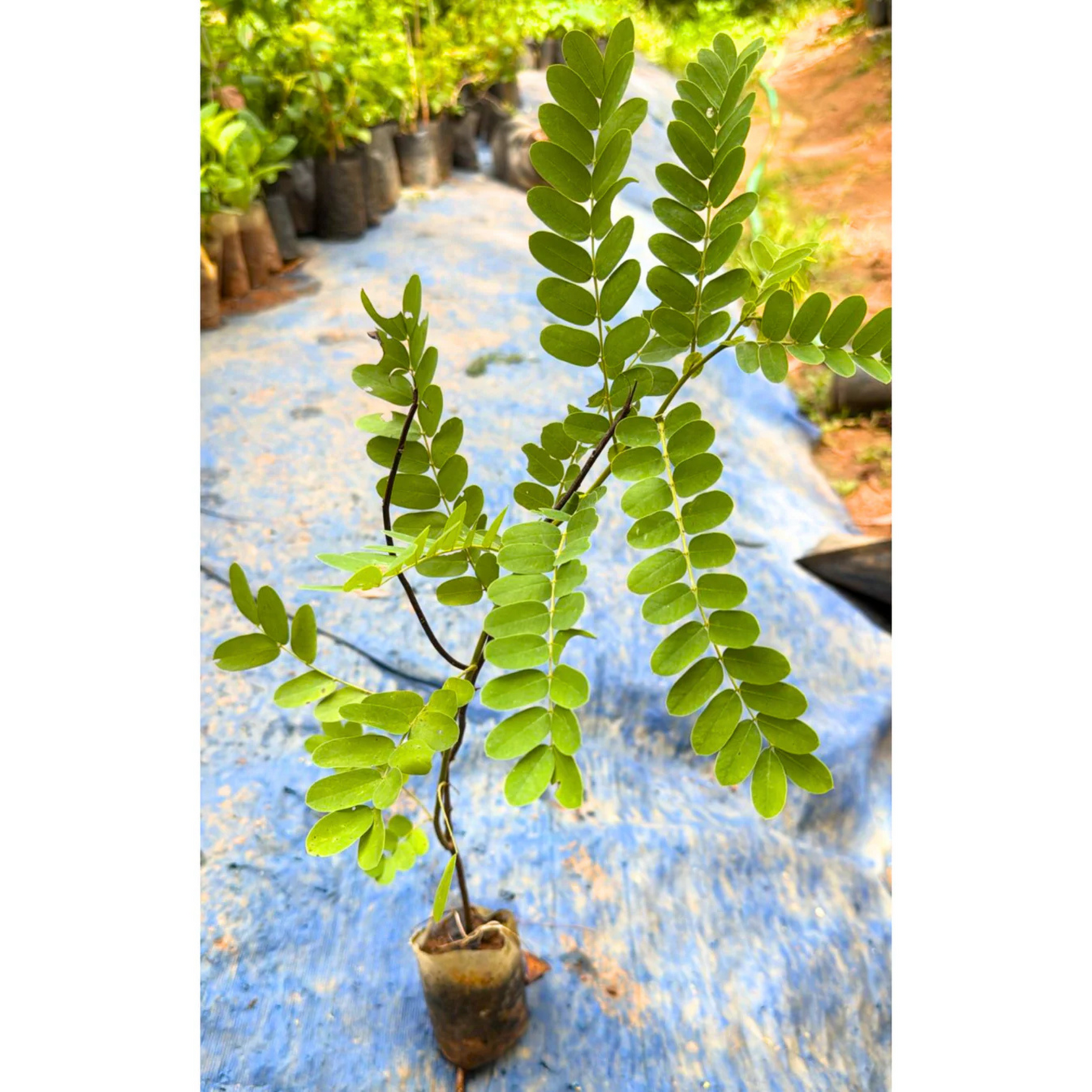 Pink Shower / Apple Blossom (Cassia javanica) Rare Flowering Live Plant