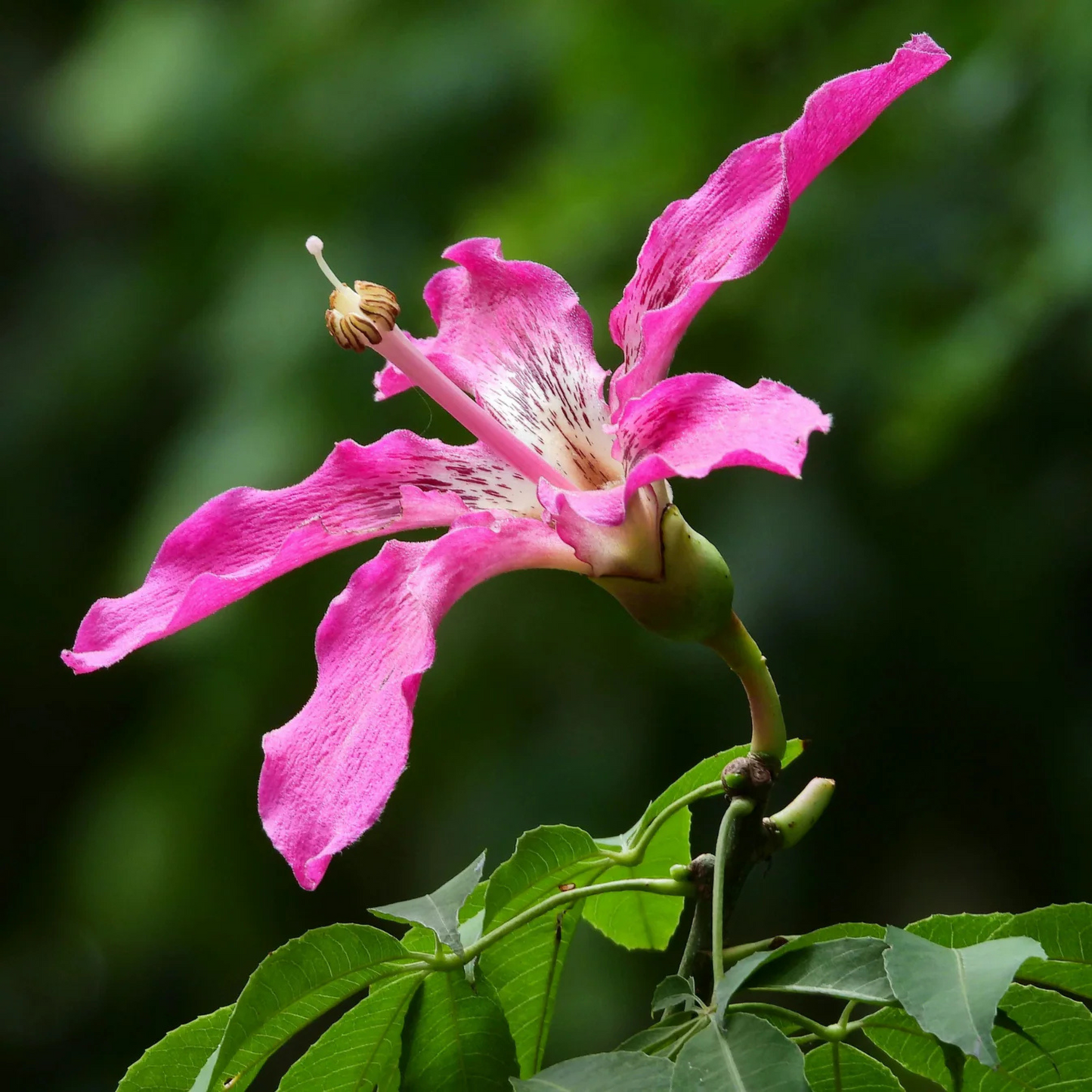 Pink Silk Floss Tree (Ceiba speciosa) Rare Flowering Live Plant