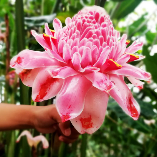 Pink Torch Ginger Flowering Live Plant