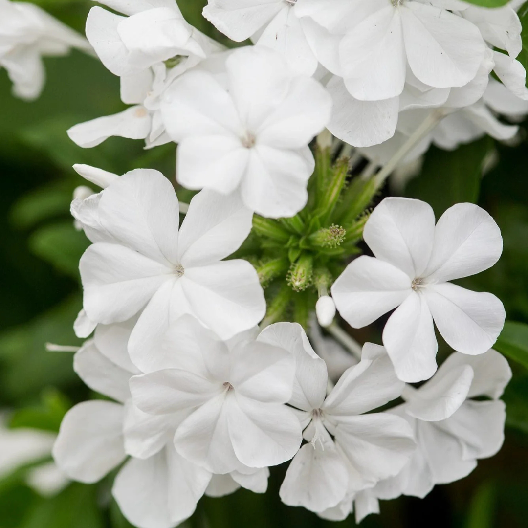 Plumbago White (Auriculata) Flowering Live Plant