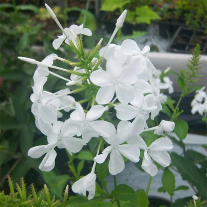 Plumbago White (Auriculata) Flowering Live Plant