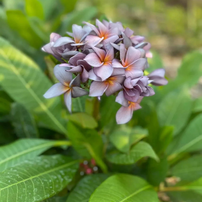 Plumeria Blue (Frangipani) All Time Flowering Live Plant