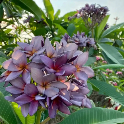 Plumeria Blue (Frangipani) All Time Flowering Live Plant