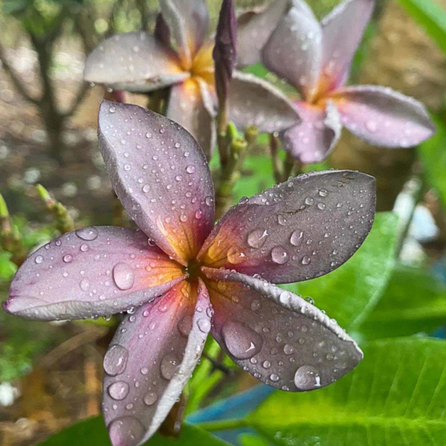 Plumeria Blue (Frangipani) All Time Flowering Live Plant