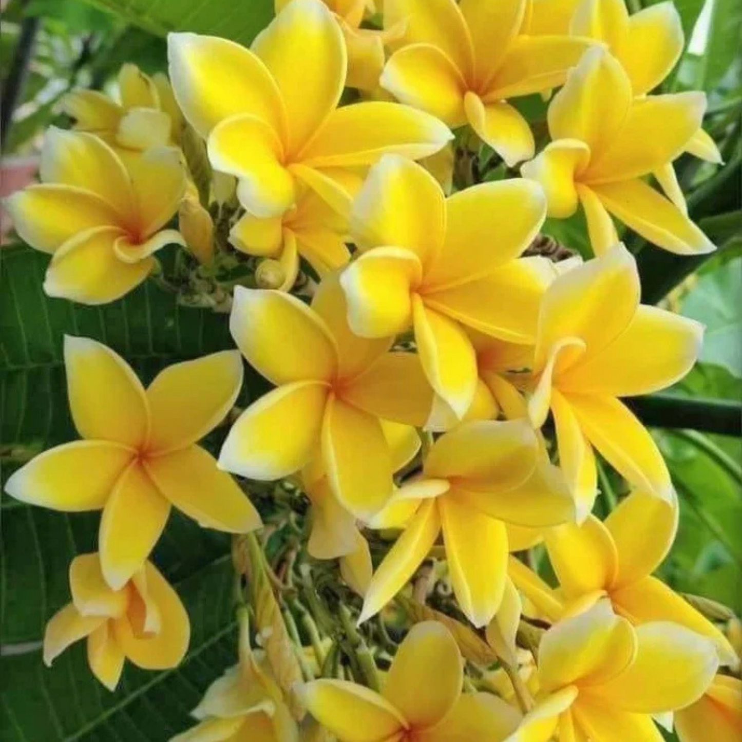 Plumeria Yellow (Frangipani) All Time Flowering Live Plant