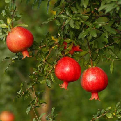 Pomegranate (Bhagwa) Layered Fruit Plant