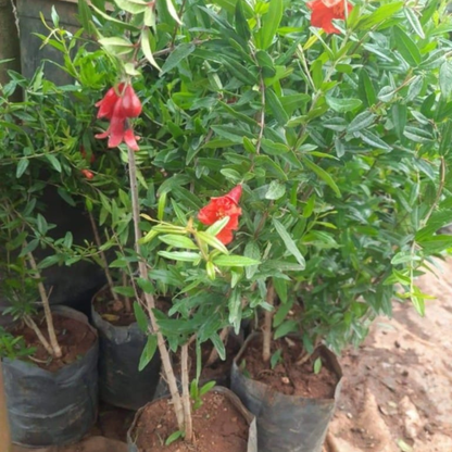 Pomegranate (Ganesh) Layered Fruit Plant