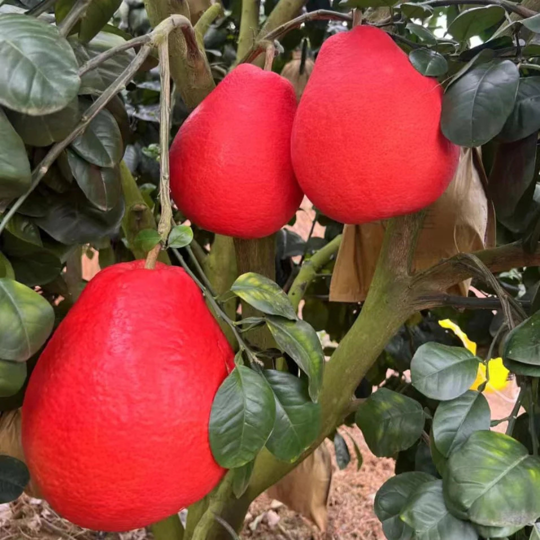 Pomelo Red Fruit Live Plant (Bubble Mass)