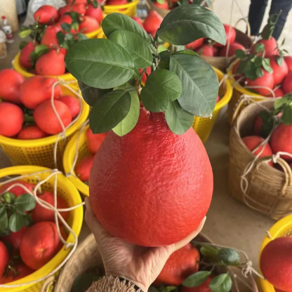 Pomelo Red Fruit Live Plant (Bubble Mass)