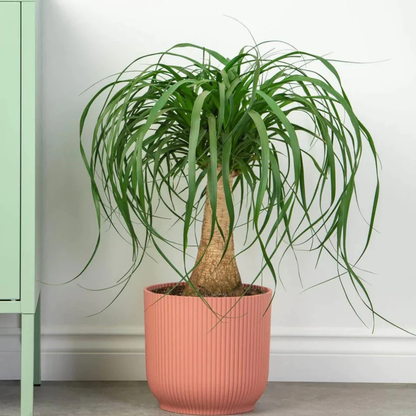 Ponytail (Nolina) Palm Ornamental Live Plant