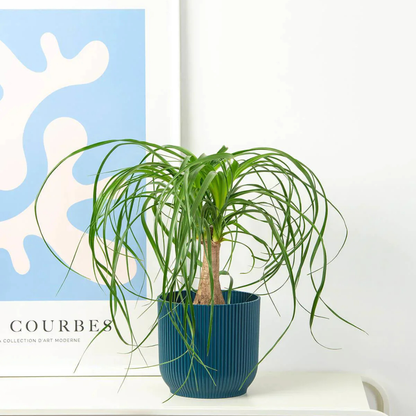 Ponytail (Nolina) Palm Ornamental Live Plant