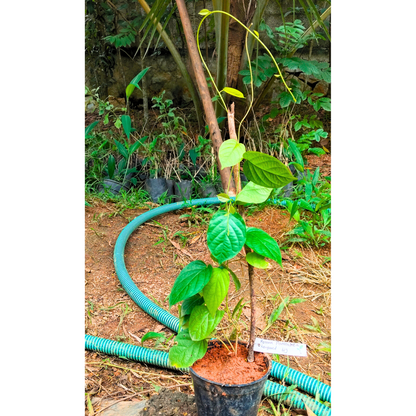 Porana Paniculata (Manimulla) Layered Live Plant