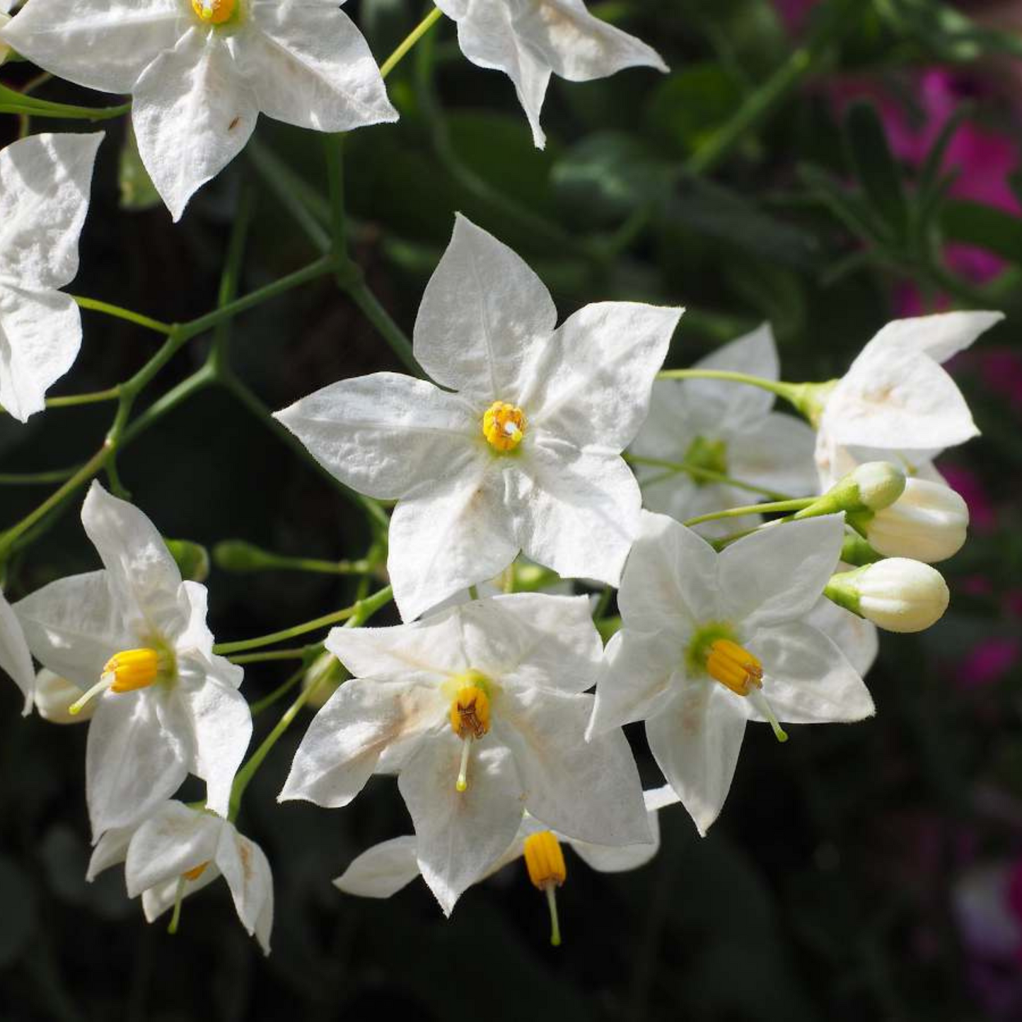 Potato Vine (Solanum Laxum) Flowering Creeper Live Plant