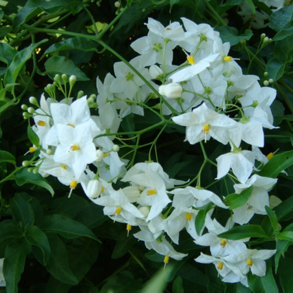 Potato Vine (Solanum Laxum) Flowering Creeper Live Plant