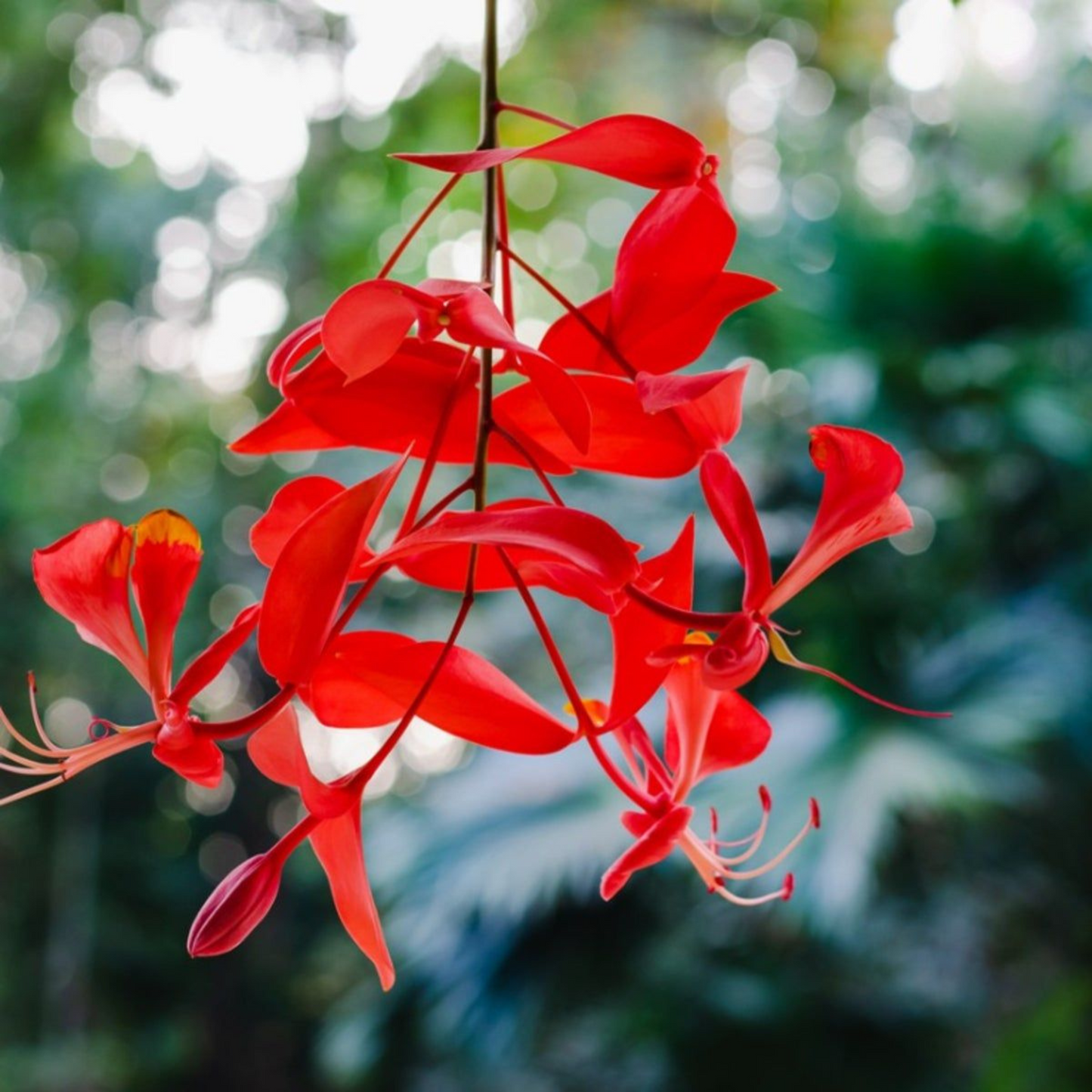 Pride of Burma (Amherstia Nobilis) Simsapa Layered Live Plant