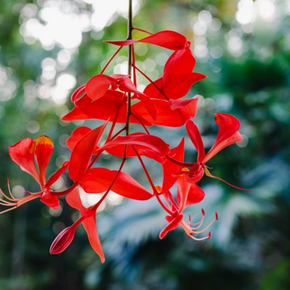 Pride of Burma (Amherstia Nobilis) Simsapa Layered Live Plant