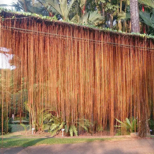 Princess Vine (Cissus verticillata) Creeper / Climber Live Plant