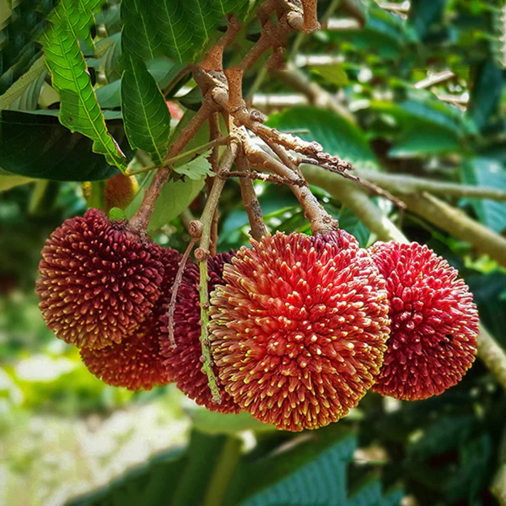 Pulasan Fruit Live Plant (Nephelium mutabile) | Rare Sweet Exotic ...