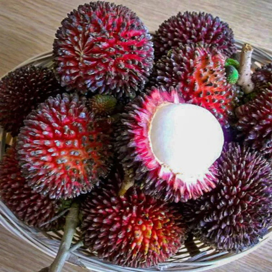 Pulasan (Nephelium Mutabile) Fruit Live Plant