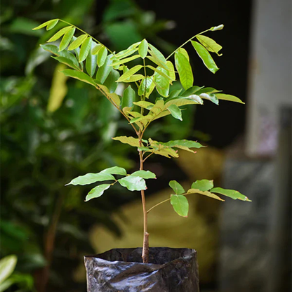 Pulasan (Nephelium Mutabile) Fruit Live Plant