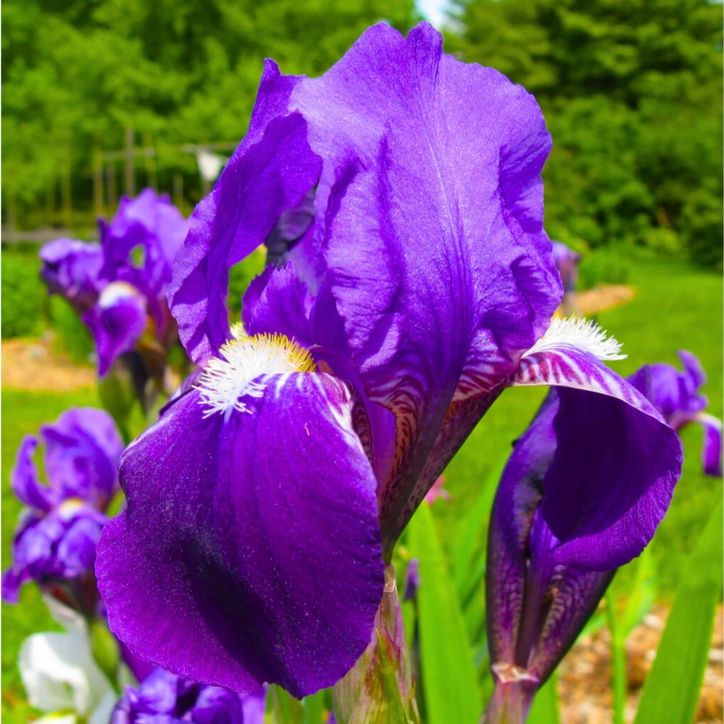Purple Iris (Iris versicolor) All Time Flowering Live Plant