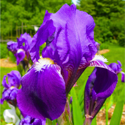 Purple Iris (Iris versicolor) All Time Flowering Live Plant