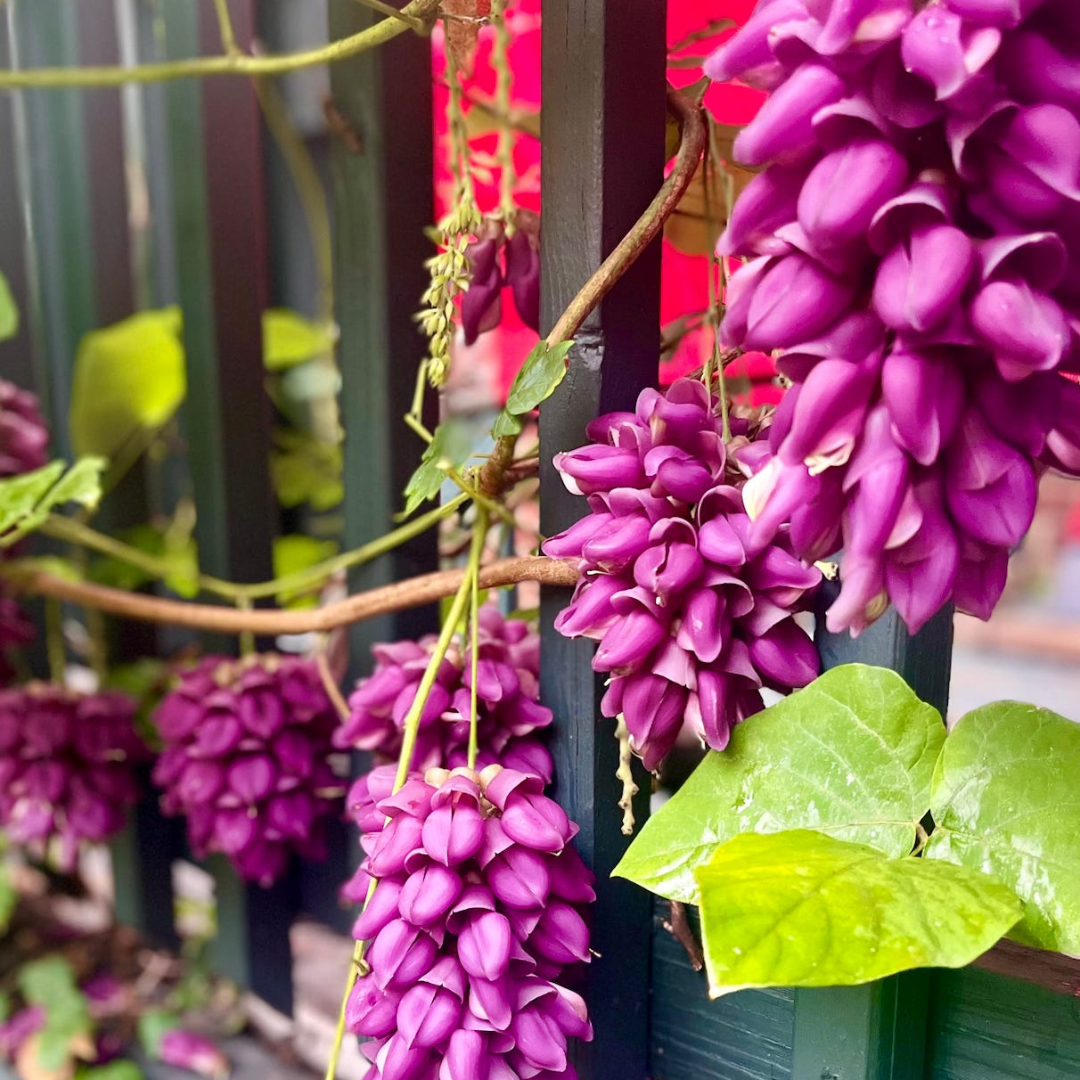 Purple Jade Vine Rare Flowering Layered Live Plant